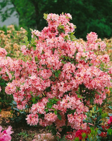 Azalee mit rosa Blüten