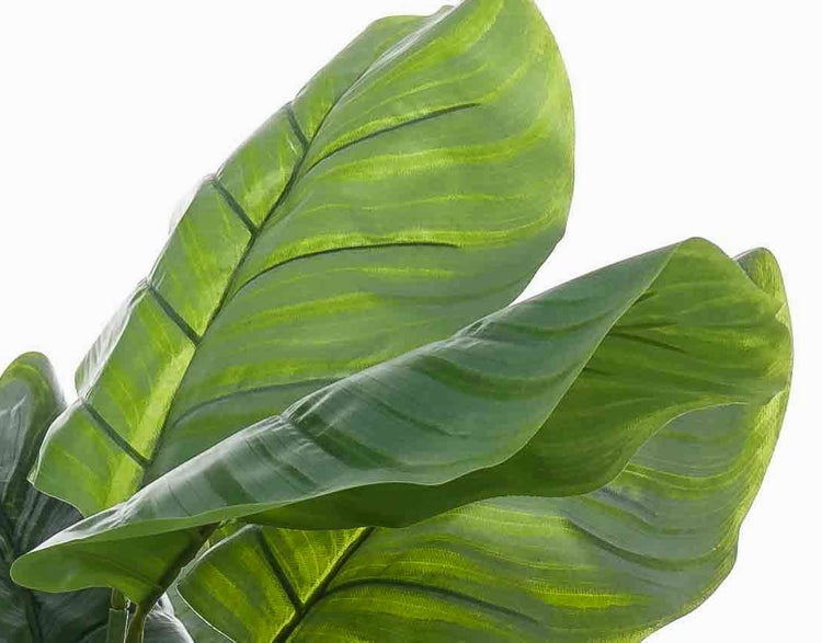 Großflächige, grüne Blätter einer Calathea mit ausgeprägter Blattstruktur und sichtbaren Blattadern.