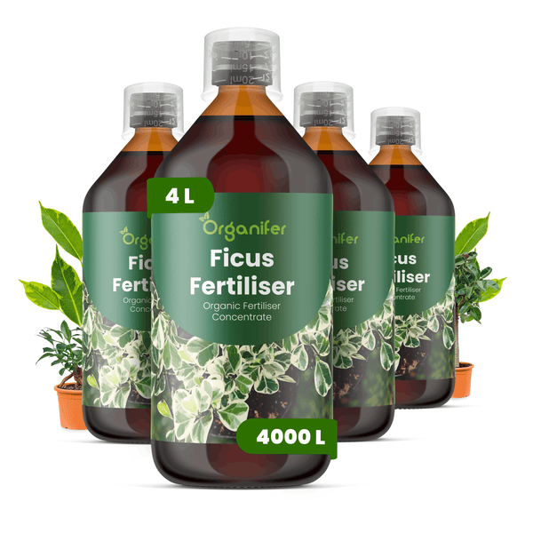 Vier Flaschen Organifer Ficus-Dünger, organisches Flüssigdünger-Konzentrat, jeweils 4 Liter.