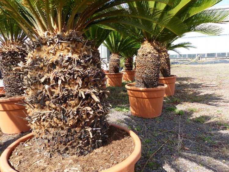 Mehrere Cycas revoluta Palmfarne in Kunststoffpflanztöpfen auf einer Außenfläche in einer Gärtnerei.