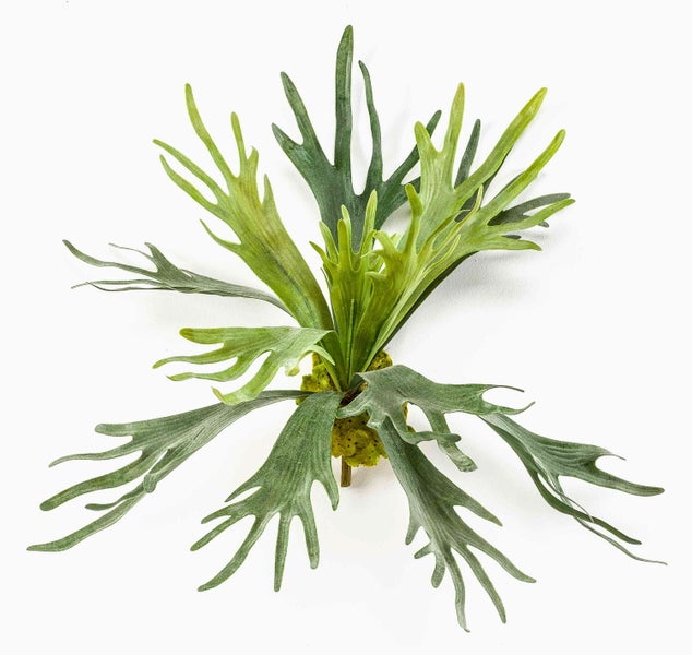 Künstlicher Geweihfarn für Aquarien oder Terrarien, naturgetreue Blattformen mit strukturiertem Standfuß.