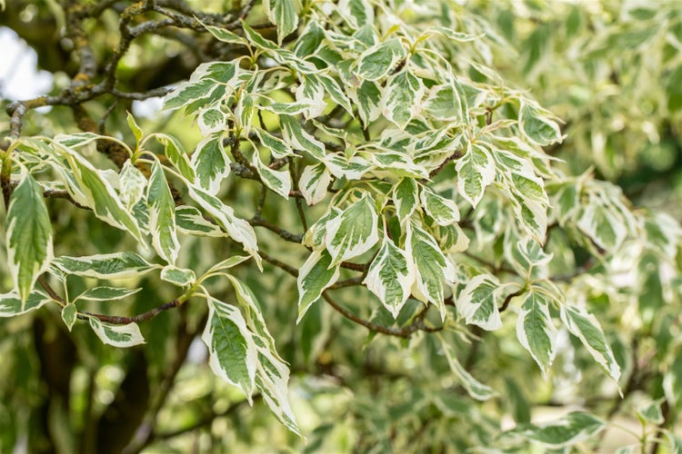 Dekorativer Hartriegel mit grün-weissem Laub