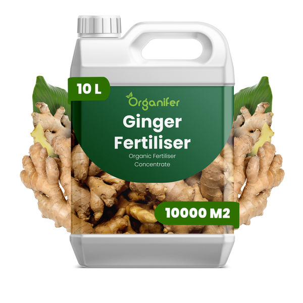 Organifer Ingwerdünger Konzentrat, 10 Liter, organischer Dünger für eine Fläche von bis zu 10000 Quadratmetern.