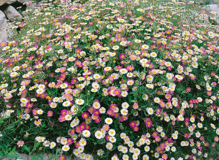Spanisches Gänseblümchen Erigeron karvinskianus mit zahlreichen weißen und rosafarbenen Blüten in dichtem Wuchs.