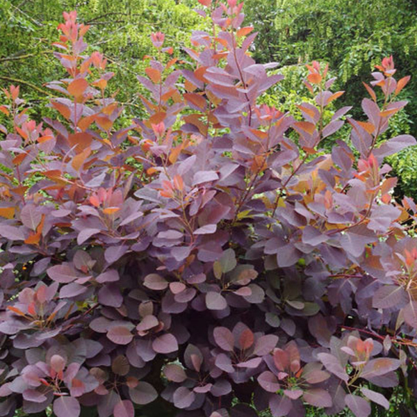Perückenstrauch im Garten