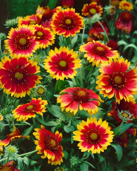 Gruppe von Kokardenblumen im Garten