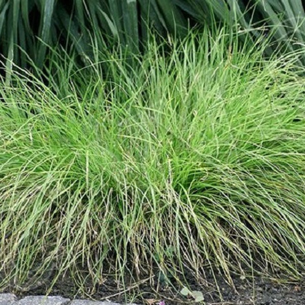 Büschel von Ziergras im Garten