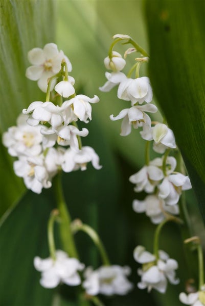 Convallaria majalis 'Pleniflora', Maiglöckchen, gefüllt, ca. 9x9 cm Topf