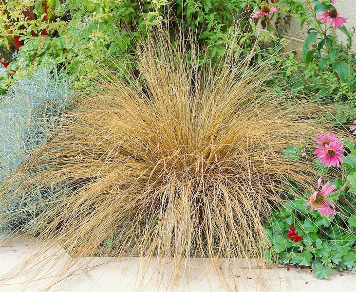 Carex buchananii, Fuchsrote Segge, ca. 9x9 cm Topf