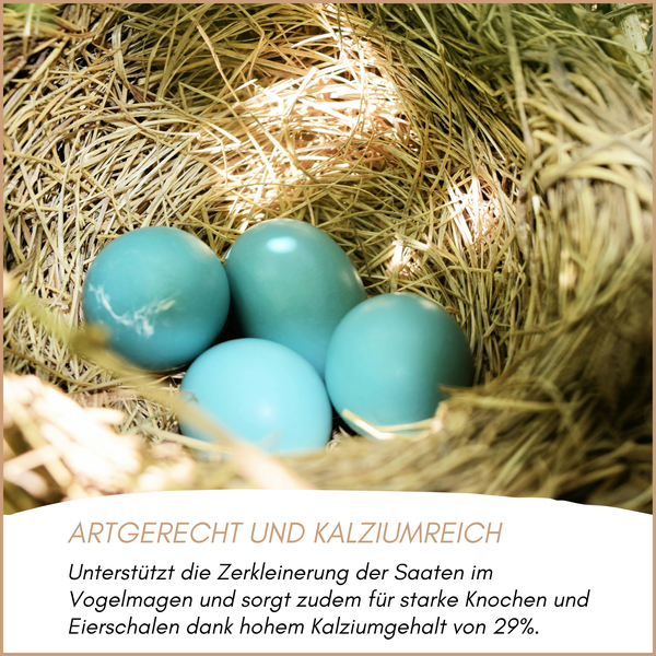 Nest mit fünf Eiern