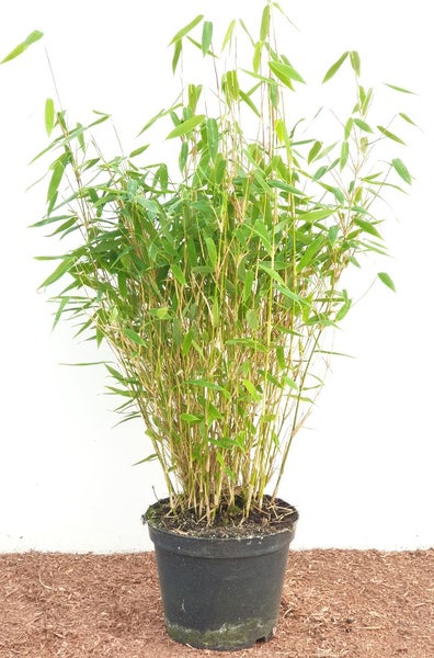 Fargesia murieliae 'Jumbo', Bambus, immergrün, 40–60 cm