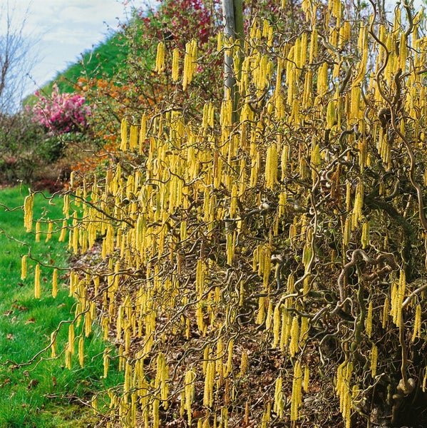 Corylus avellana 'Contorta', Korkenzieherhasel, 60–80 cm