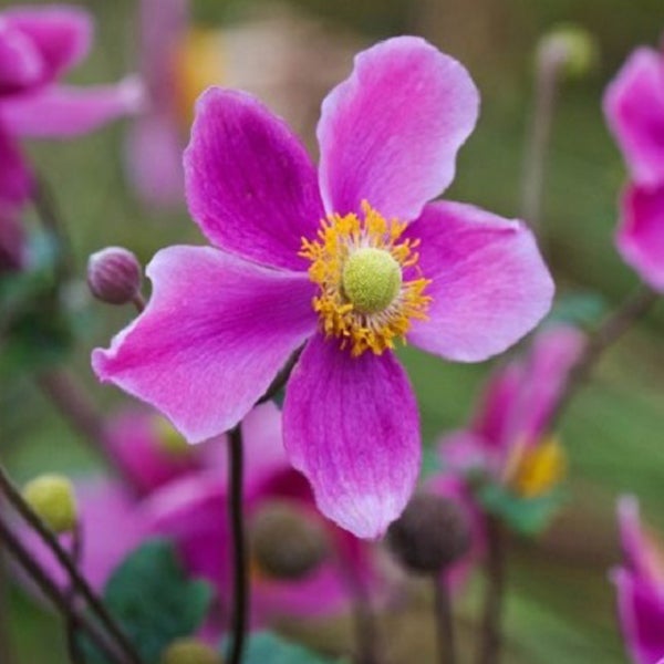 Nahaufnahme einer pinkfarbenen Herbst-Anemone