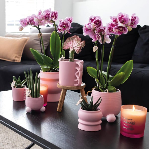 Kolibri Orchids COMBI DEAL von 2 rosa lila Phalaenopsis Orchideen El Salvador Topfgröße 9cm blühende Zimmerpflanze frisch vom Züchter