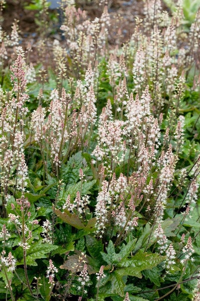 Nahaufnahme von blühenden Schaumblättern im Garten.