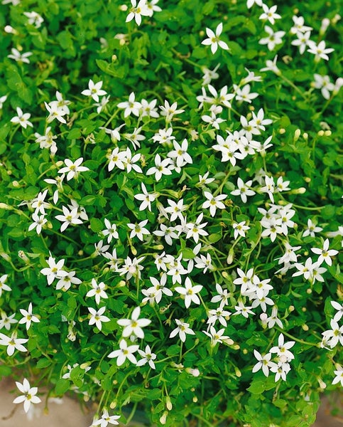 Pratia pedunculata, Blaukissen, ca. 9x9 cm Topf, bodendeckend