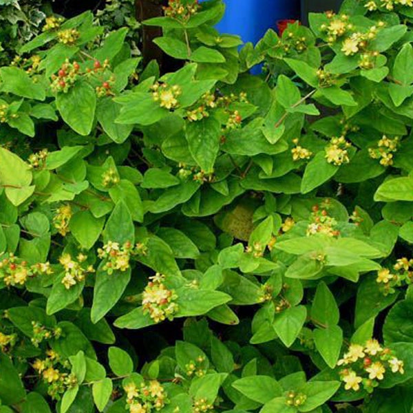 Im Bild ist eine Johanniskraut-Pflanze mit Blättern, gelben Blüten und roten Beeren zu sehen.