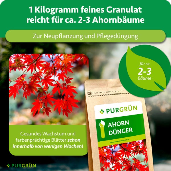 Purgrün Ahorn Dünger Granulat für circa 2 bis 3 Bäume. Für Neupflanzung und Pflegedüngung, für gesundes Wachstum und Blattfärbung.