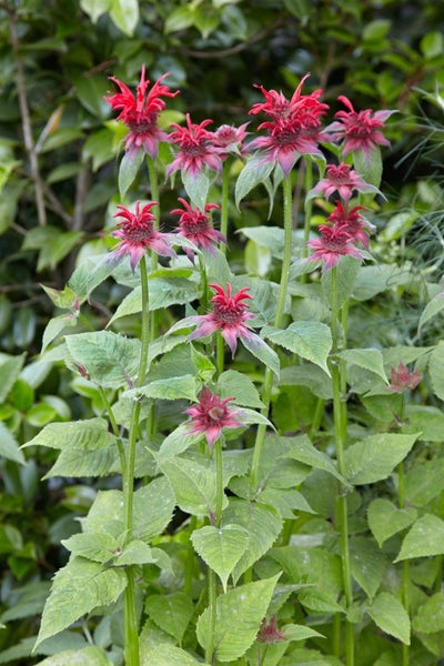 Monarda fistulosa 'Cambridge Scarlet', Indianernessel, rot, ca. 11x11 cm Topf
