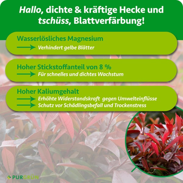 Infografik: Purgrün Krümelgranulat 30 bis 50 Gramm abmessen, gleichmäßig verteilen. Anwendung im Frühjahr und Sommer. Purgrün Logo.