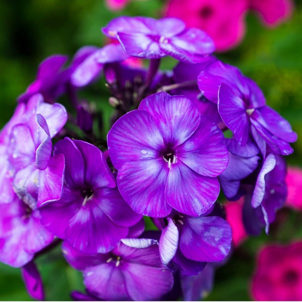 Nahaufnahme einer violetten Flammenblume