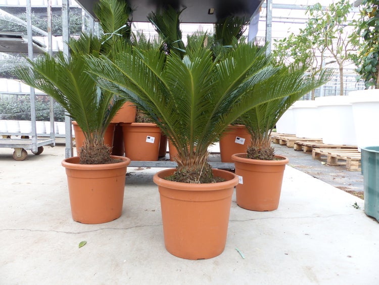 Sagopalme Cycas revoluta in braunen Kunststofftöpfen in einem hellen Gartencenter.