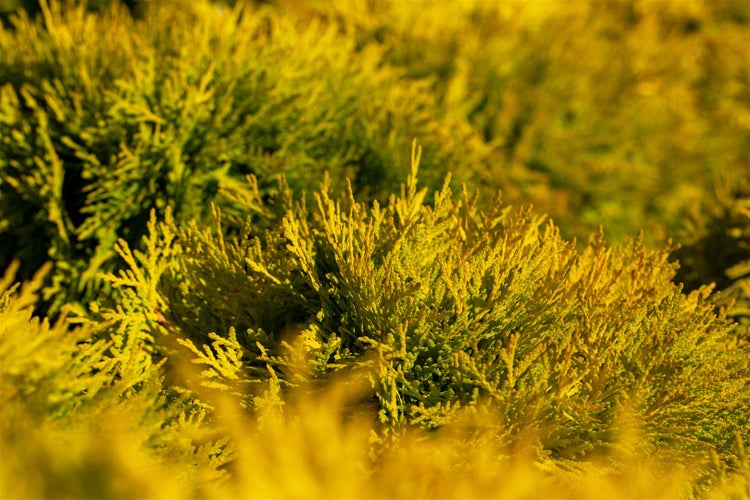 Thuja occidentalis 'Amber Glow', Lebensbaum, gelbgrün, 20–25 cm