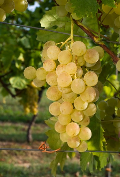Eine Traube heller Weintrauben hängt an einem Rebstock im Weinberg.