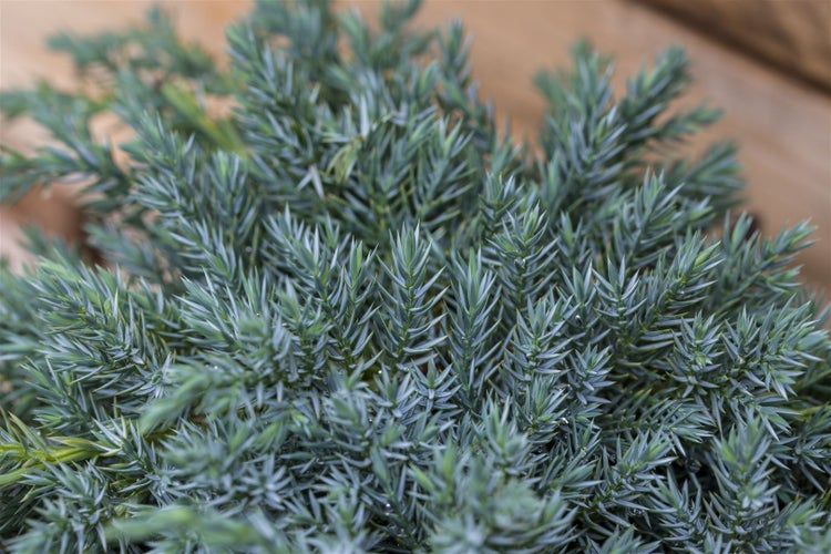 Juniperus squamata 'Blue Carpet', Blauer Teppichwacholder, 15–20 cm