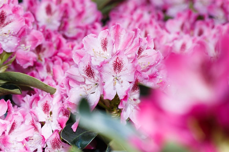 Rhododendron Hybr. 'Helen Martin', rosa Blüten, 40–50 cm