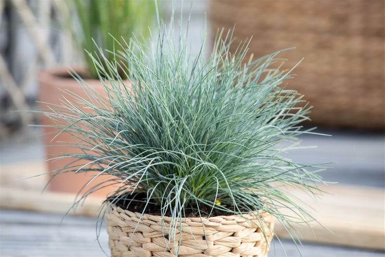 Festuca glauca, Blau-Schwingel, 2 Liter Container, immergrün