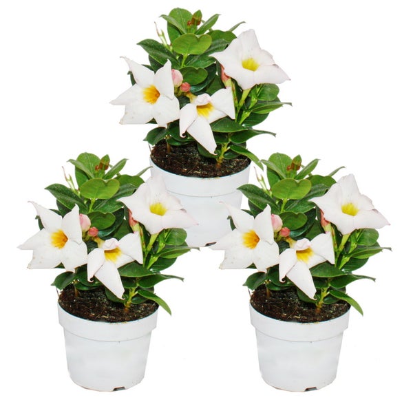 Dipladenia - Chilenischer Jasmin - 10cm Topf - Set mit 3 Pflanzen - weiss