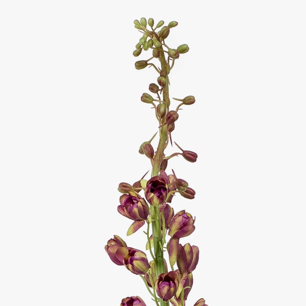 Orchideenblütenstiel mit purpurfarbenen und grünen Blüten sowie Knospen.