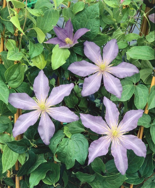 Clematis Hybride 'Proteus', Waldrebe, rosa-lila, 60–100 cm