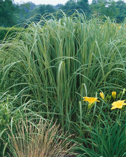 Hohes Ziergras mit gelben Lilien im Garten.