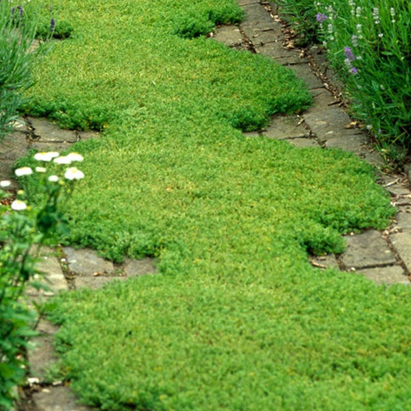 Gartenweg mit trittfestem Grünteppich zwischen Steinen