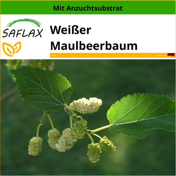 SAFLAX  - Weißer Maulbeerbaum - Morus alba - 200 Samen - Mit keimfreiem Anzuchtsubstrat