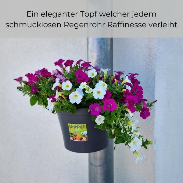 Regenrohrtopf mit lila und weißen Blüten am Regenrohr