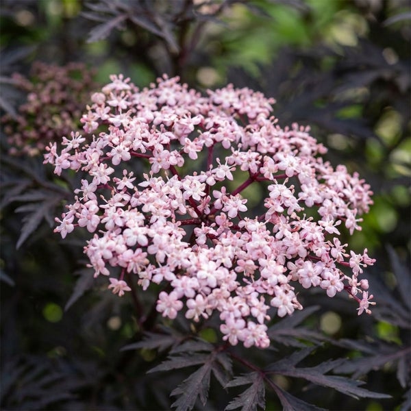 Blütenstand des Schwarzen Holunders Sambucus nigra Black Lace mit rosa Blüten und dunklem Laub.