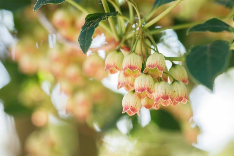 Nahaufnahme von Glockenblumen mit Blättern
