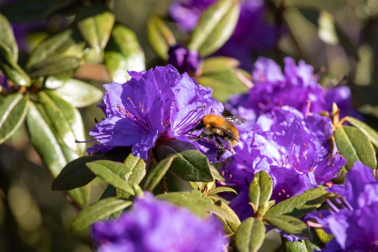 Rhododendron impeditum, Zwerg-Rhododendron, lila, 15–20 cm