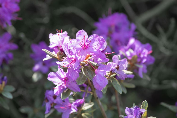 Rhododendron impeditum, Zwerg-Rhododendron, lila, 25–30 cm