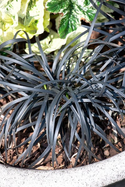 Ophiopogon planiscapus 'Nigrescens', Schlangenbart, schwarz, ca. 9x9 cm Topf