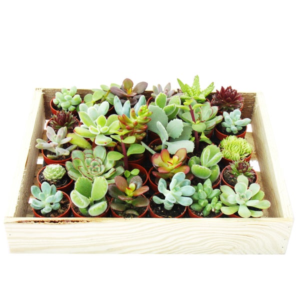 Mini-Sukkulenten 3,5cm Topf - Holzkiste mit 30 Pflanzen