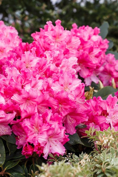 Rhododendron Hybr. 'Caruso', Rhododendron, rot, 40–50 cm