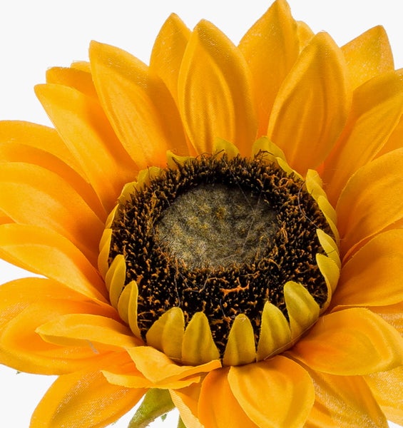 Sonnenblumenknospe mit gelben Blütenblättern und grünem Stiel.