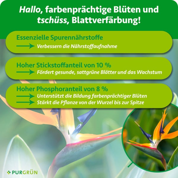 Infografik zu Pflanzendünger: Spurennährstoffe, 10 Prozent Stickstoff und 8 Prozent Phosphor für Wachstum und Blüten. Purgrün Logo.
