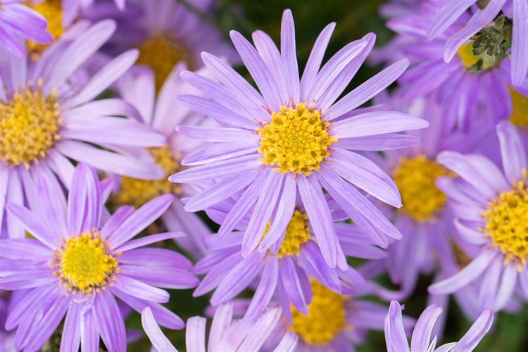 Aster amellus 'Danzig', Berg-Aster, violett, ca. 9x9 cm Topf
