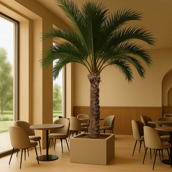 Große Palme im quadratischen Pflanzkübel in einem hellen, modernen Café mit runden Tischen und gepolsterten Stühlen.