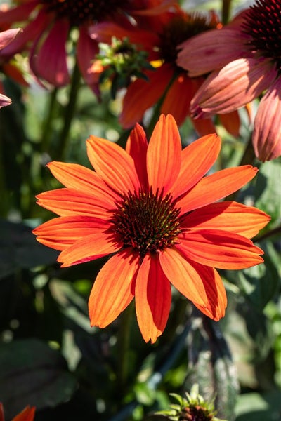 Echinacea purpurea 'Tomato Soup', Sonnenhut, rot, ca. 11x11 cm Topf